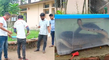 কলাপাড়ায় ৬ ফুট দাঁড়াশ-কালনাগিনী সাপ উদ্ধার