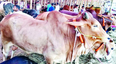 তিন পশুর হাটে চসিকের আয় ১০ কোটি টাকা