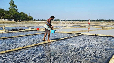 বৃষ্টির ধাক্কার সঙ্গে দাম কম, বিপাকে লবণচাষিরা