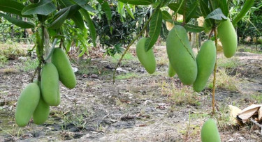 রাজশাহীতে আম সংগ্রহ শুরু ১৫ মে, আগে নামালে ব্যবস্থা