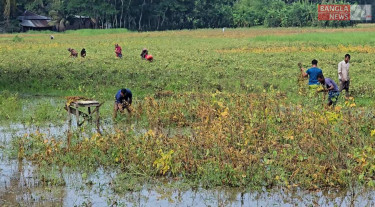 ভোলায় বৃষ্টির পানি জমে ফসল নষ্ট, ২১ কোটি টাকার ক্ষতি