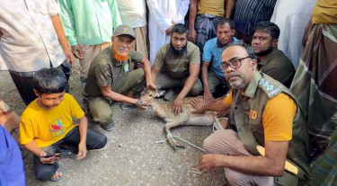 কুকুরের ধাওয়া খেয়ে বাড়ির উঠানে হরিণ, উদ্ধার করল বনবিভাগ