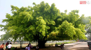 এ যেন প্রকৃতির খোলা ছাতা!