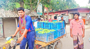 বাজারে অপরিপক্ব আম, ‘তদারকি’ নেই প্রশাসনের