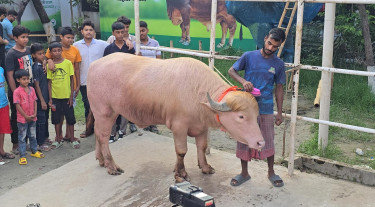 নারায়ণগঞ্জে নজর কাড়ছে ‘ডোনাল্ড ট্রাম্প’ ও দুর্ধর্ষ ‘রহমান ডাকাত’