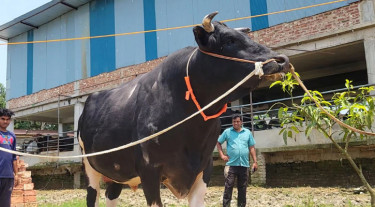 রাজধানীর পশুর হাট কাঁপাতে যাচ্ছে ফেনীর ‘মকা’