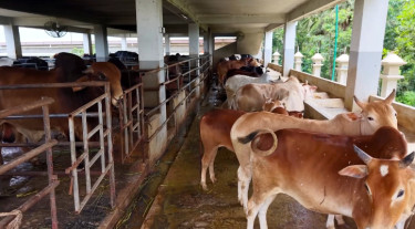 এবার কোরবানিযোগ্য পশু বেশি রাজশাহীতে