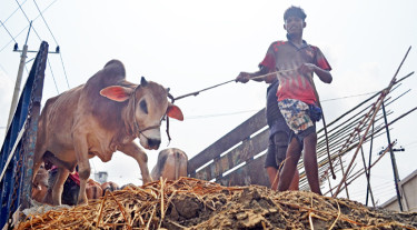 হাটে আসছে গরু, জমবে বেচাকেনা