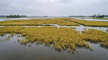 বন্যায় ধানের ক্ষতি সামান্য, চাল আমদানির প্রস্তুতি না থাকলে পরিণতি ভয়াবহ