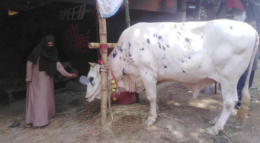 নবাবের খোঁজে গরুর হাটে তরুণীরাও!