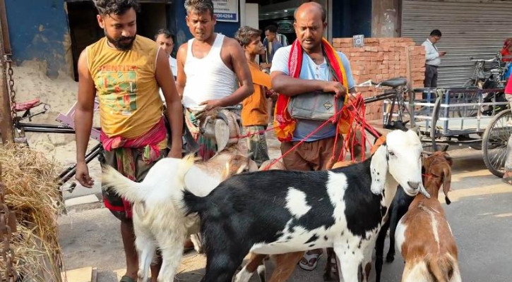 কলকাতার হাটে খাসি-দুম্বার দাম দ্বিগুণ