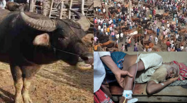 দেওয়ানগঞ্জে পশুর হাটে মহিষের আক্রমণে ২ জনের মৃত্যু