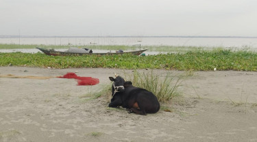 পদ্মা নদীতে ঝোড়ো হাওয়ায় গরুবাহী ট্রলার ডুবি, ২৩ গরুসহ নিখোঁজ ১