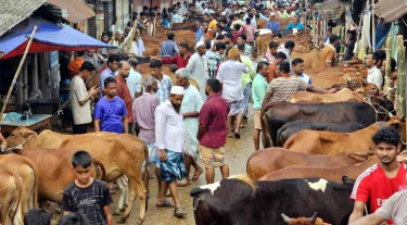 ফেনীতে চাহিদার শীর্ষে মাঝারি গরু-মহিষ