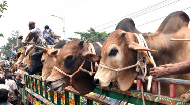 রাজশাহী থেকে ঢাকা-চট্টগ্রামে পশু নিতে পথে পথে চাঁদা
