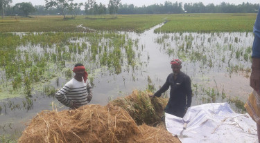 নীলফামারীতে ডুবে যাওয়া ধান কৃষকরা কাটছেন অতিকষ্টে