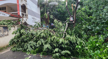 শিবচরে আকস্মিক ঝড়, ভেঙে পড়েছে অসংখ্য গাছপালা