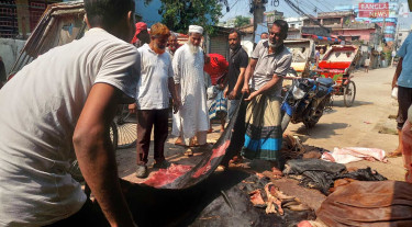 সিন্ডিকেটে ধস, বগুড়ায় লাখ টাকার গরুর চামড়া ২০০ টাকা!