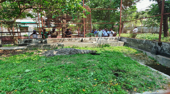 বাগেরহাটের সেই কুমির এখন খুলনায় খাঁচায় বন্দি