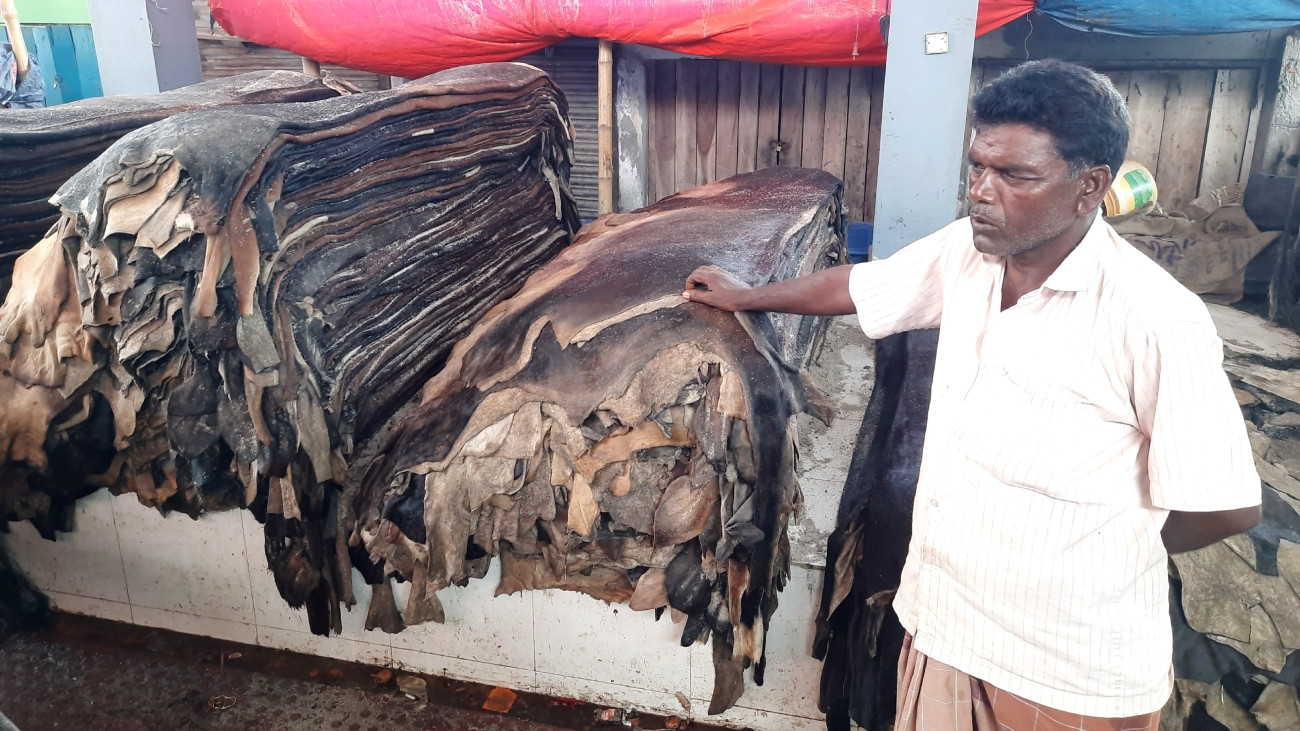 গাইবান্ধায় চামড়া প্রতি ২০০ টাকা লোকসান!