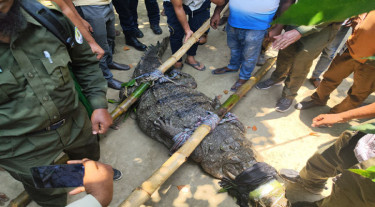 খানজাহান আলী মাজারের দিঘি থেকে সরানো হলো সেই কুমির
