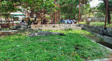 বাগেরহাটের সেই কুমির এখন খুলনায় খাঁচায় বন্দি