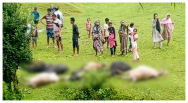জুড়ীতে বজ্রপাতে ১৩টি গরু ও একটি মহিষের মৃত্যু