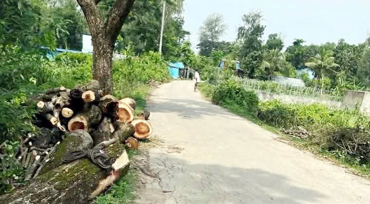 ঈদের ছুটিতে রাস্তার দুই পাশের গাছ কেটে সাবাড়