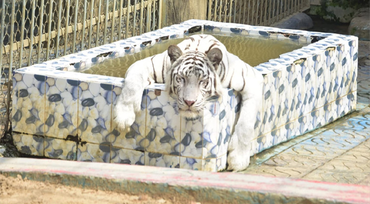 গরমে চট্টগ্রাম চিড়িয়াখানায় পশুপাখির হাঁসফাঁস