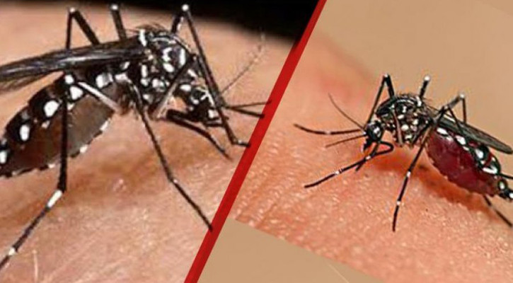 ডিএসসিসির ৬৩টি ওয়ার্ডে ডেঙ্গু ঝুঁকি