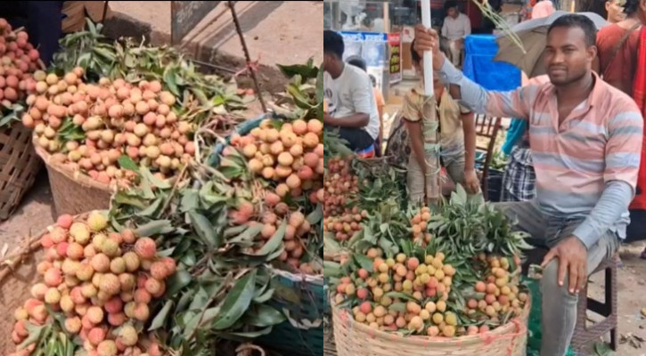 দাম না থাকায় লিচুর ভালো ফলনেও হতাশ কৃষক