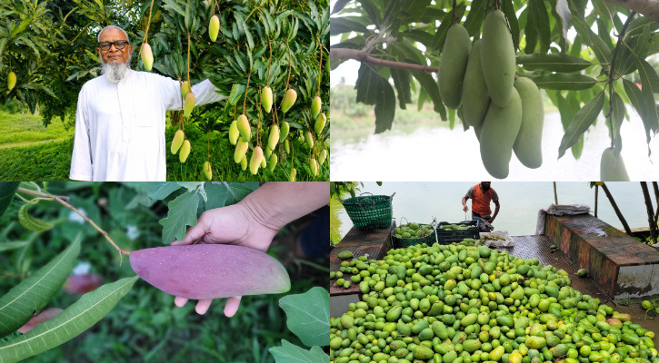 ফেনী নদীতীরে ১০২ জাতের আমের রাজ্য