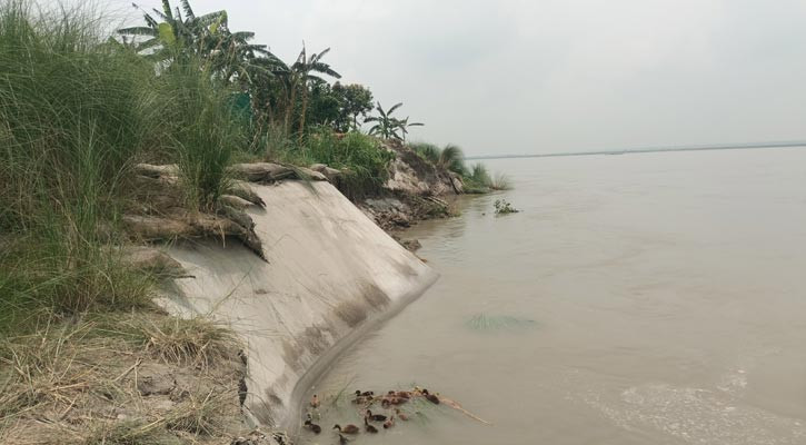 ভাঙনে বিলীন ঘরবাড়ি-ফসলি জমি, আতঙ্কে যমুনাপাড়ের বাসিন্দারা