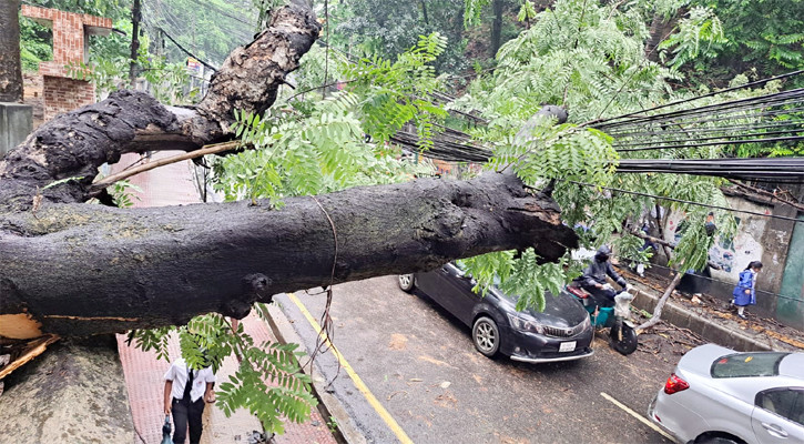রাতের বৃষ্টিতে গাছ উপড়ে পড়লো সড়কে