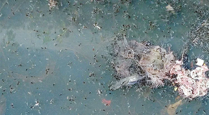 চকবাজার-বাকলিয়ায় মশার দাপট