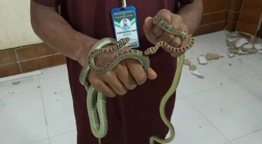 বরিশালে ডিআইজির কার্যালয় থেকে জোড়া সাপ উদ্ধার