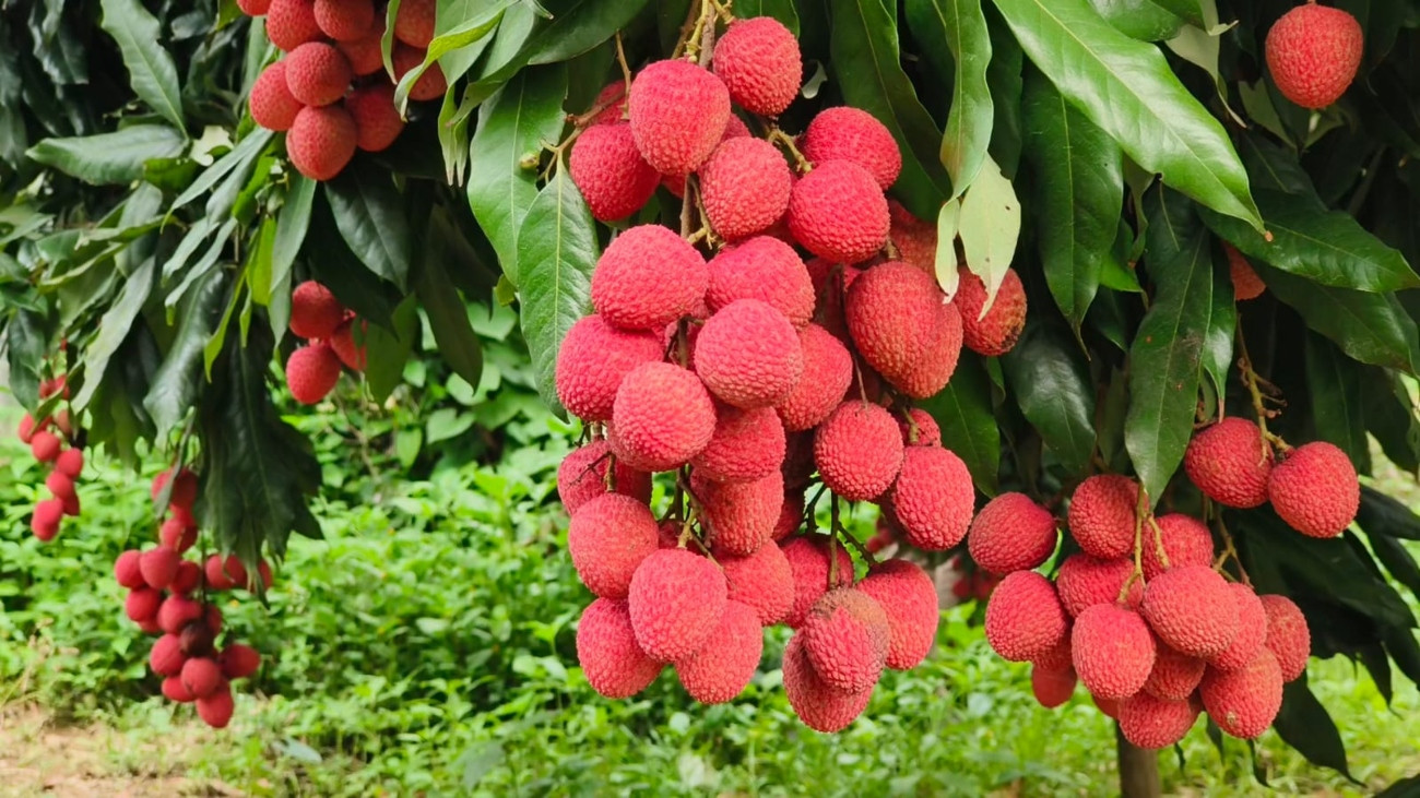 ব্রাহ্মণবাড়িয়ায় চলতি মৌসুমে ২৯ কোটি টাকার লিচু বিক্রির সম্ভাবনা