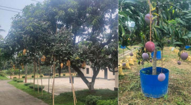 ১ গাছে ৫ জাতের আম, বারির রঙিন আমের মেলা