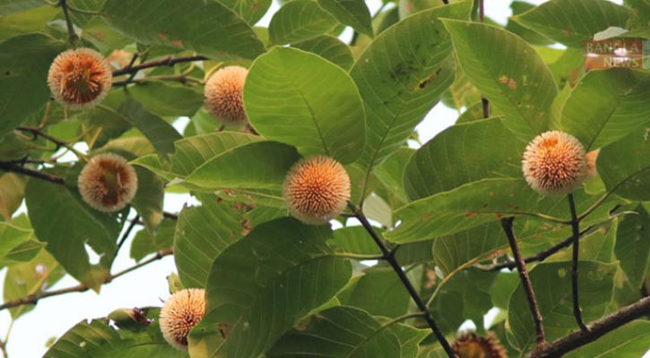 পাতার আড়ালে মুখ লুকিয়ে হাসে ‘কদম’