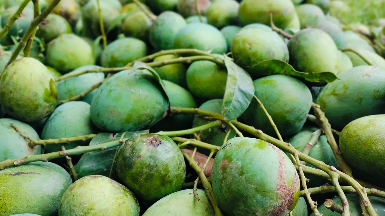ফ্রান্সে যাচ্ছে রাজশাহীর হিমসাগর-আম্রপালি