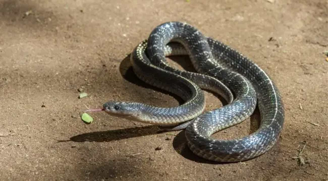 লালপুরে সাপের ছোবলে কৃষকের মৃত্যু