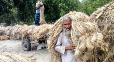 সালথায় পাটকল স্থাপনের জোর দাবি, ন্যায্যমূল্য-কর্মসংস্থানের সম্ভাবনা