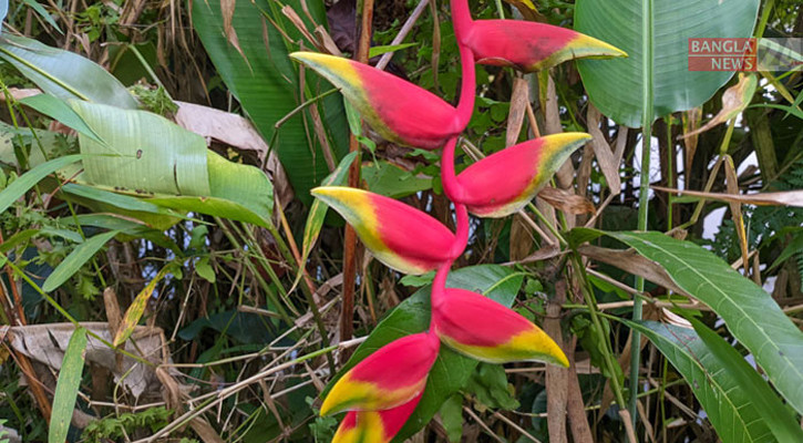 ফুলের মেলা পাখির গানে পহেলা আষাঢ়ের বিকেল