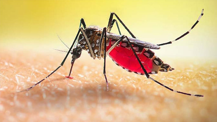 ডেঙ্গুতে একজনের মৃত্যু, হাসপাতালে ভর্তি ১১৩