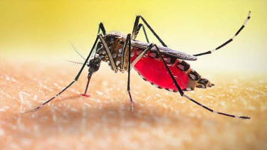 ডেঙ্গুতে একজনের মৃত্যু, হাসপাতালে ভর্তি ১১৩