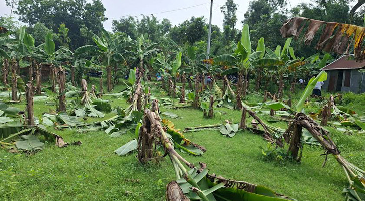 বিরোধের জেরে দুই শতাধিক কলাগাছ কেটে দিলো দুর্বৃত্তরা