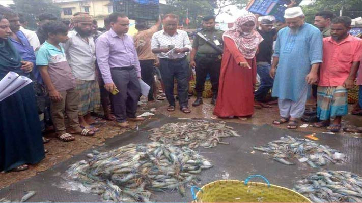 ফেনীতে জেলি পুশ করা ৮০ কেজি গলদা চিংড়ি জব্দ