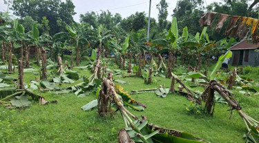 বিরোধের জেরে দুই শতাধিক কলাগাছ কেটে দিলো দুর্বৃত্তরা
