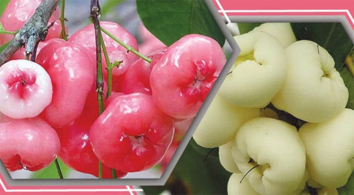 সাদা না লাল, কোন জামরুলের গুণ বেশি?