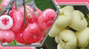 সাদা না লাল, কোন জামরুলের গুণ বেশি?